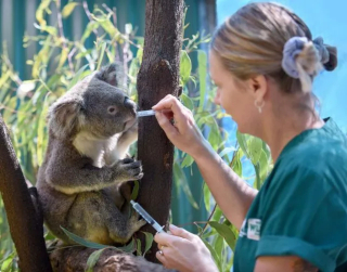 Koala gets Treatment