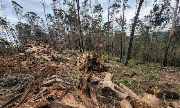 Perrottet government plan to end native logging in NSW